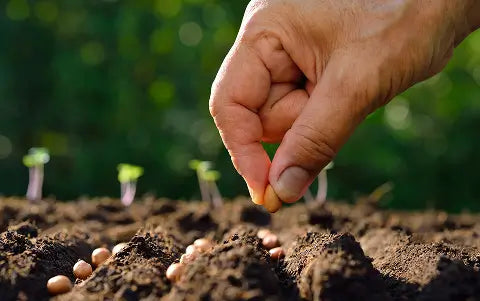 How to Choose the Best Organic Garden Soil for Vegetables, Flowers, and Herbs