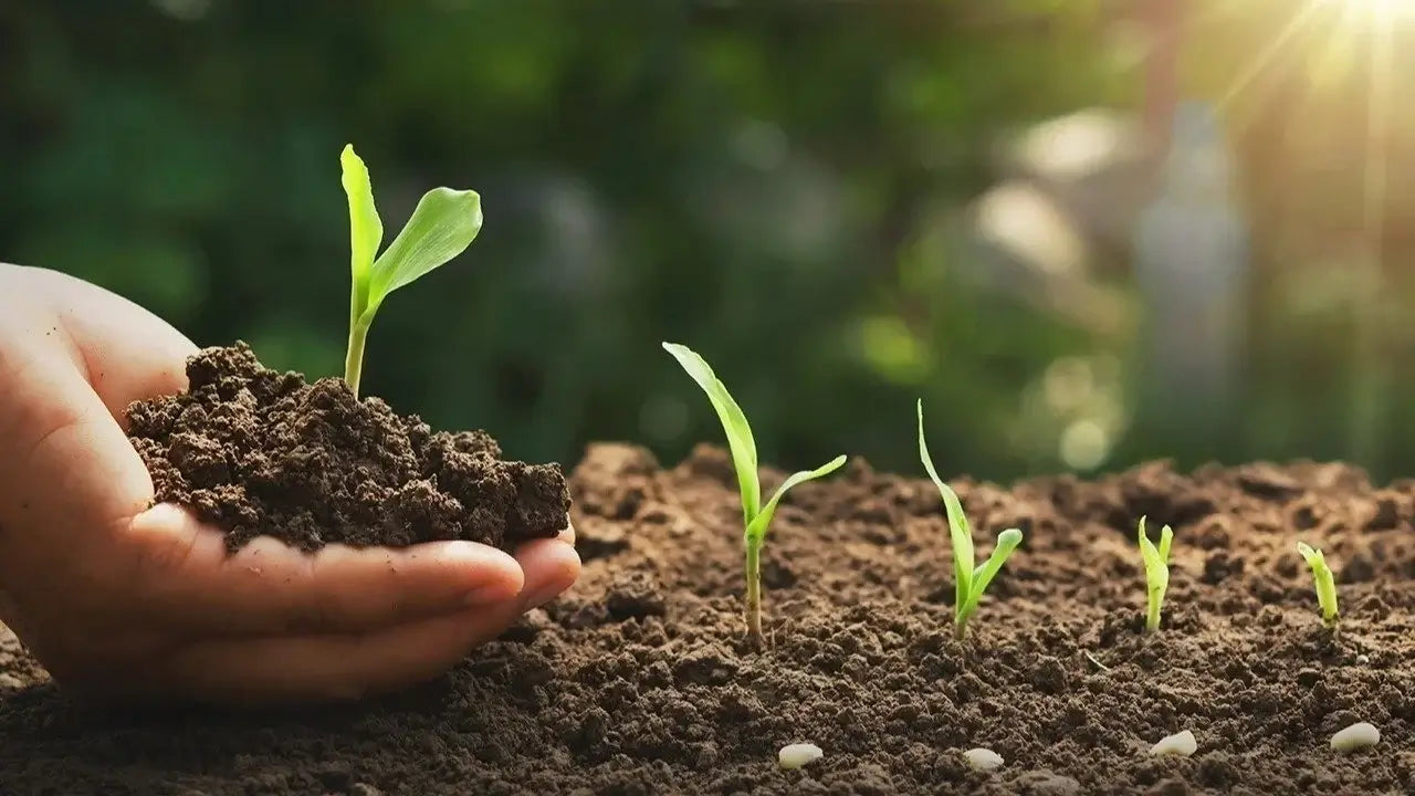 The Ultimate Guide to Organic Soil Health: Understanding Soil Amendments and Conditioners